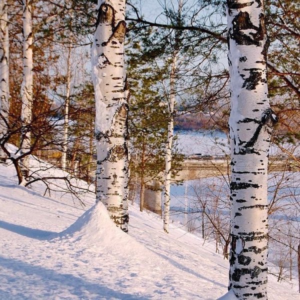 Снежный лес березы