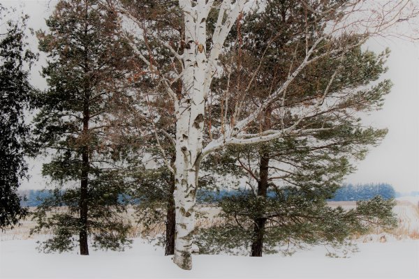 Елка и береза зимой