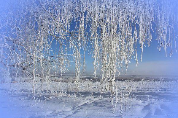 Береза зимой