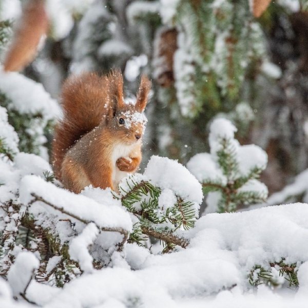 Белка зимой