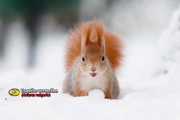 Белка в снегу