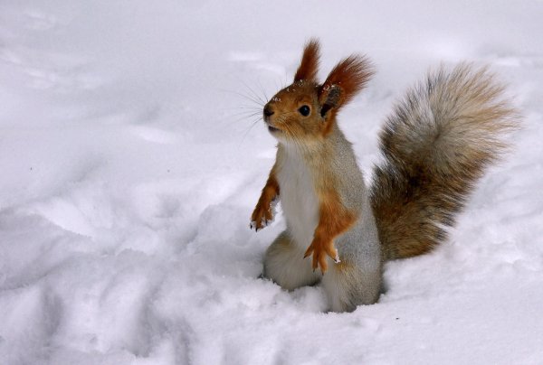 Белочка для детей на снегу