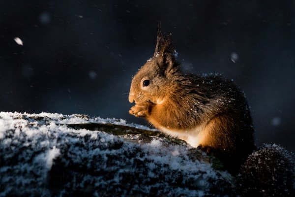 Зима ночь животные