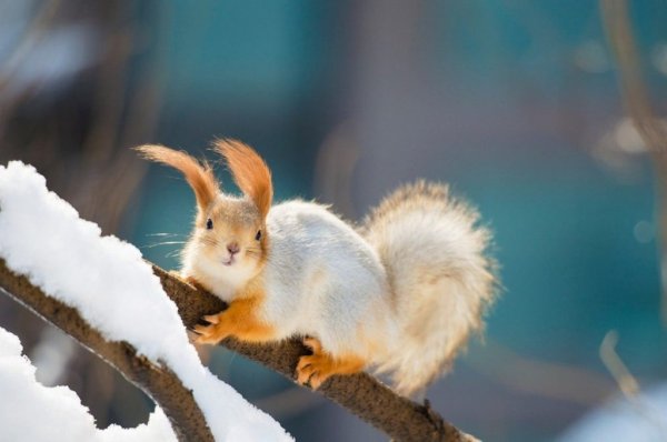 Белка зима