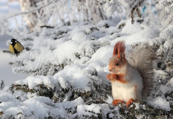 Животные в зимнем лесу