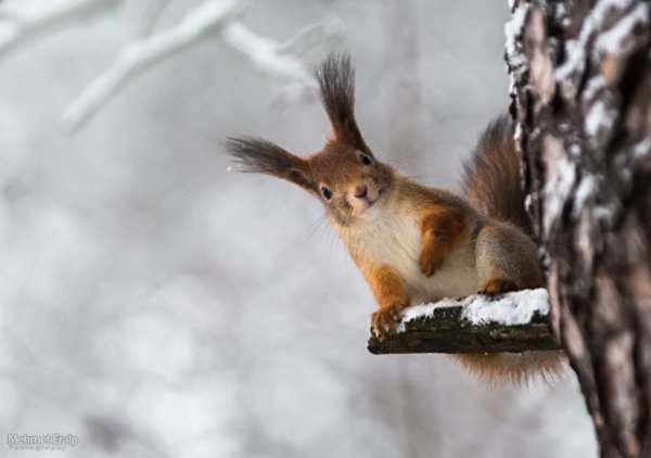Зимние белки