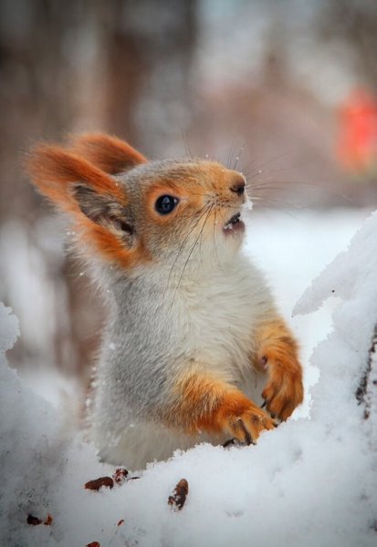 Зима Белочка