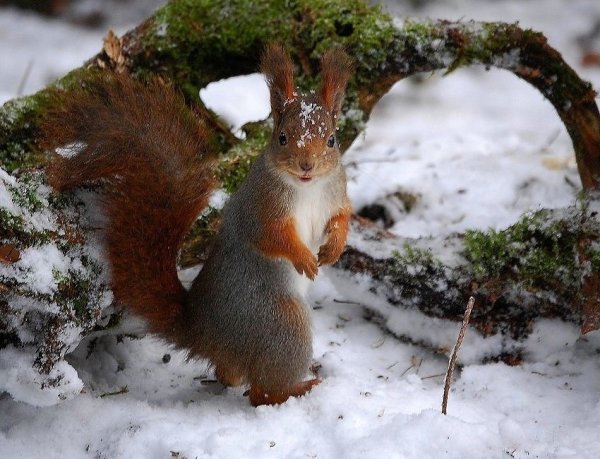Белка в снегу