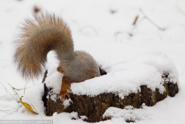 Хвост белки зимой