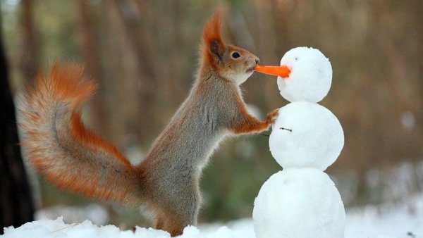 Вадим Трунов фотограф белки