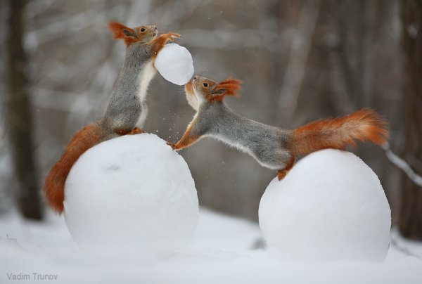 Вадим Трунов белка зимой