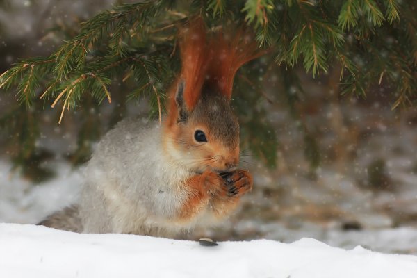 Животные зимой
