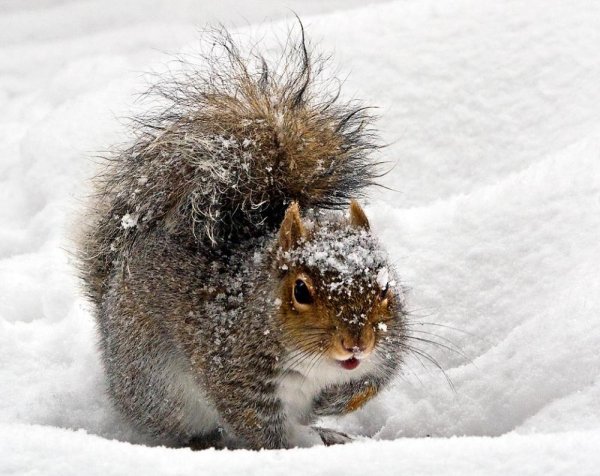 Еж в зимнем лесу