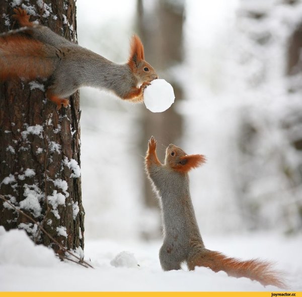 Зимние белочки Вадим Трунов