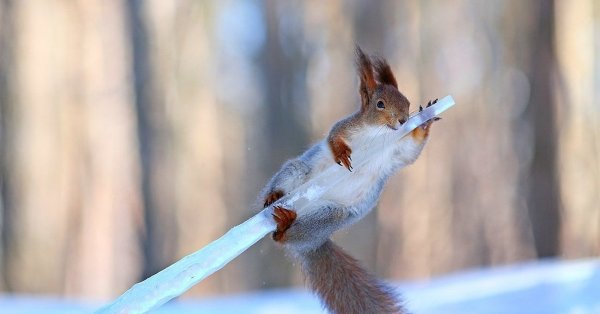 Вадим Трунов белка зимой