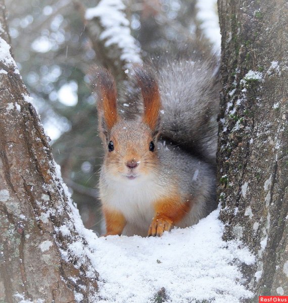 Белочка в снегу