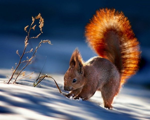 Звери зимой