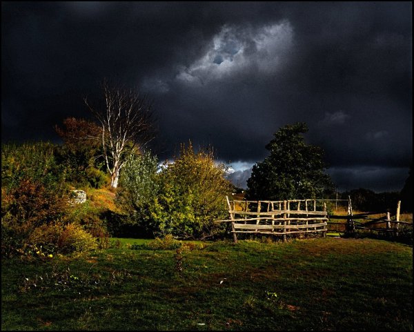 Перед дождем в лесу