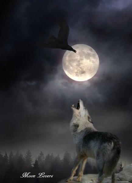 Волк в ночи