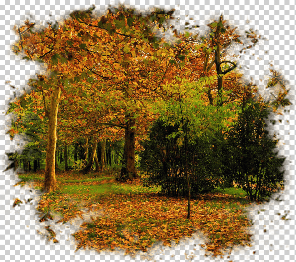 Осенний лес на прозрачном фоне