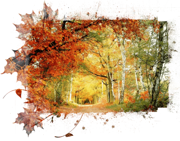 Осень на белом фоне