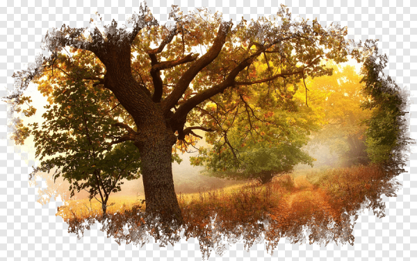 Осенний Лис на прозрачном фоне