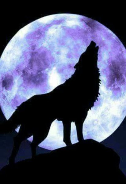 Волк воет на луну