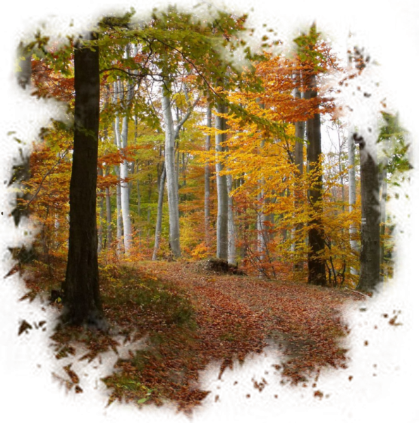 Прозрачный осенний лес