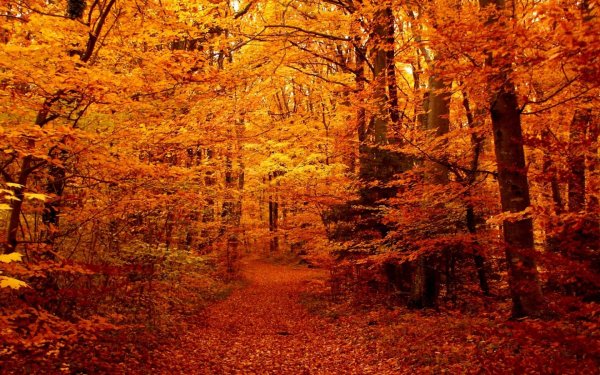 Лес осенью Твардовский