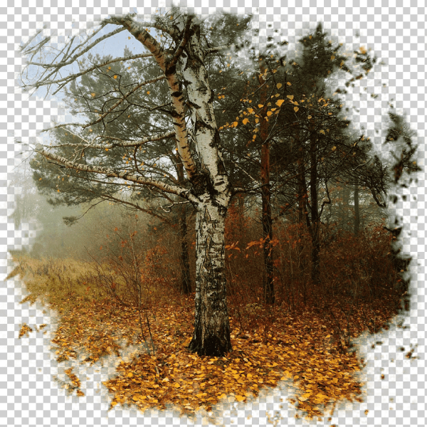 Осенний Лис на прозрачном фоне