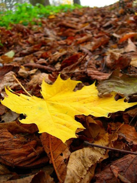 Шелест осенних листьев