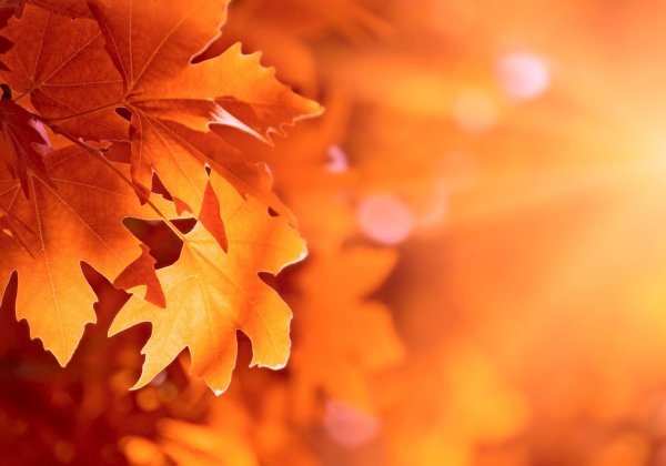 Искусство создания открытки с осенними листьями из текстиля