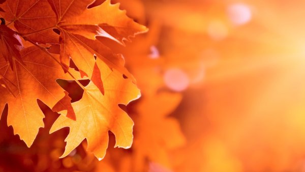 Осенний бал сценарий