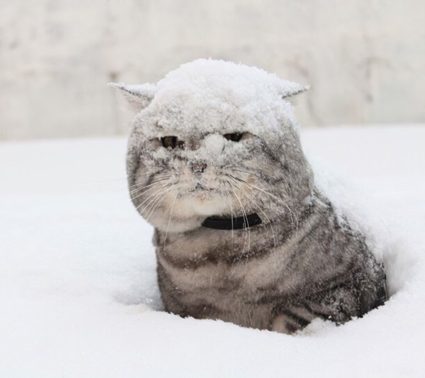 Мартовский кот демотиватор