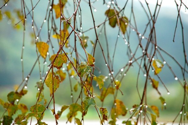 Дождливая осень