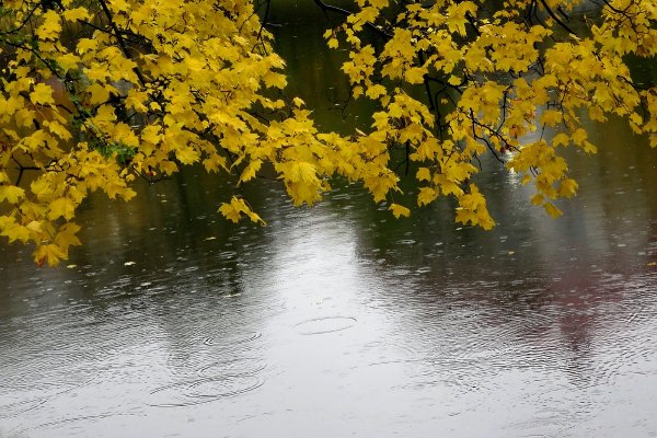 Осенний дождик