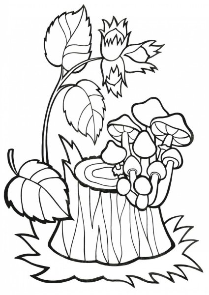 Растения и грибы для раскраски