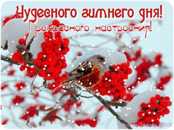 Рябина в снегу добрый день