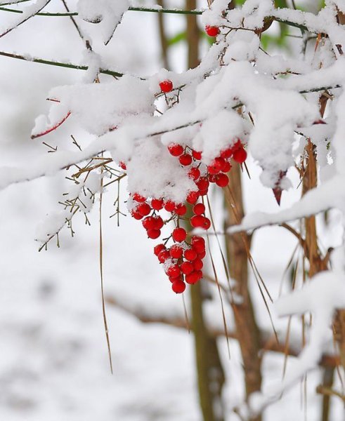 Доброе утро снег