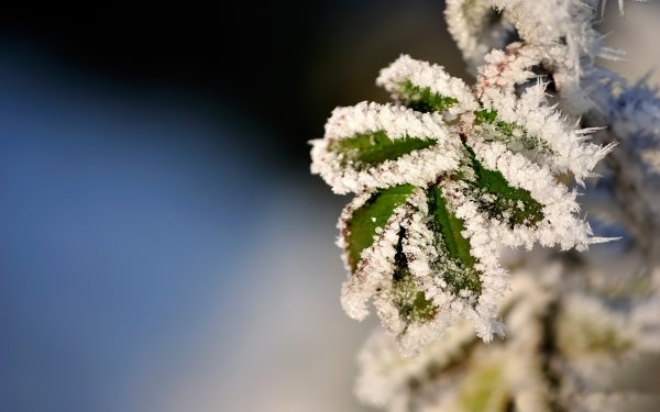 Обои на рабочий стол иней