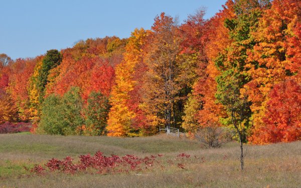 Осенний лес