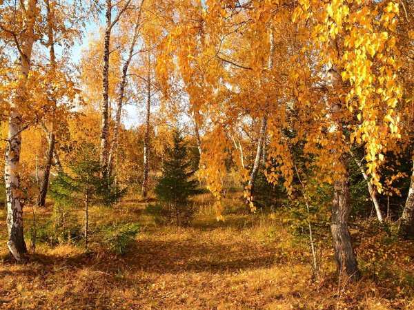 Золотая осень в лесу