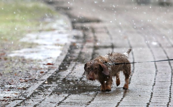 Мокрый ветер