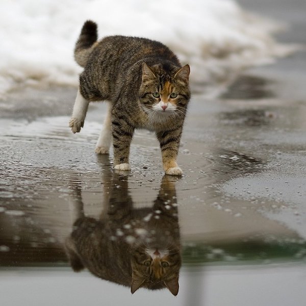 Котенок в луже