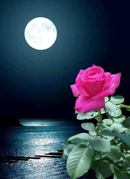 Лунный цветок.