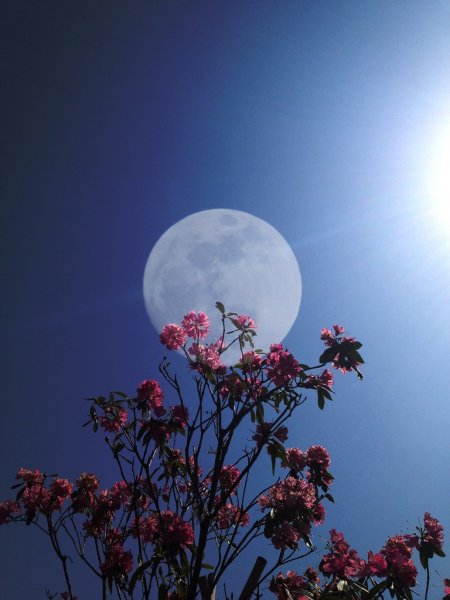 Луна и цветы