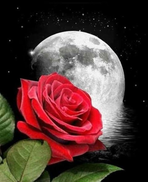 Лунная роза