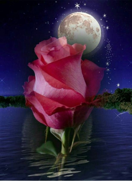 Спокойной ночи цветы