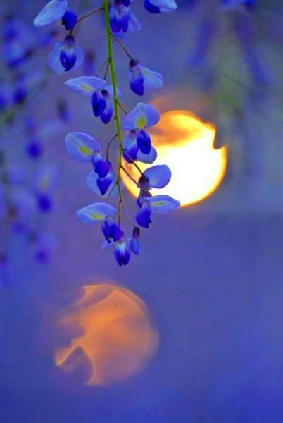 Луна и цветы