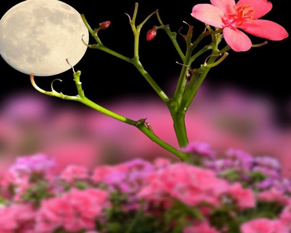Лунный цветок.